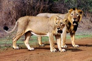 Gir National Park Tour Package